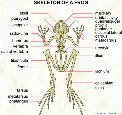 Skeleton of a frog
